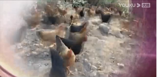 鳳翔集團介紹視頻